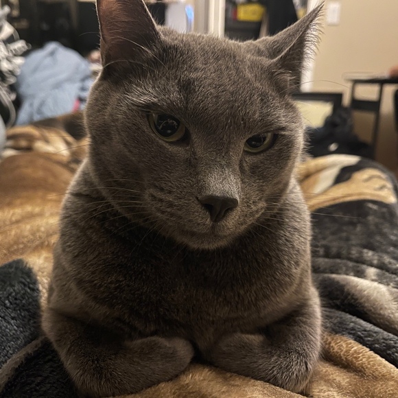kat__dun